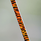 Catfish Pro 1 of 220 The Tiger Casting Rod-Limited Edition 7'6"