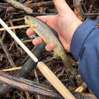 Wasatch MothRod 8'5" Tenkara Rod 1.9 oz Collapses 16in w/ Rod Tube