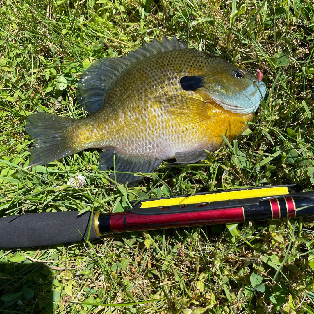 Wasatch Akai Samurai 11'-13' Tenkara Rod 3.8oz 6:4/7:3 Action w/ Rod Tube