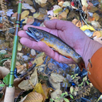 Wasatch Baby RodZilla Tenkara Rod 5:5 6:4 Action 2.7 oz Carbon Fiber w/ Rod Tube