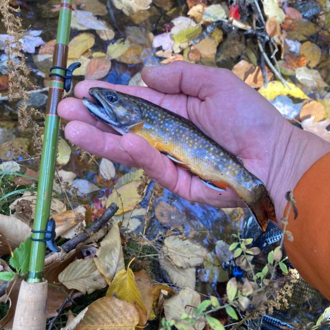 Wasatch Baby RodZilla Tenkara Rod 5:5 6:4 Action 2.7 oz Carbon Fiber w/ Rod Tube