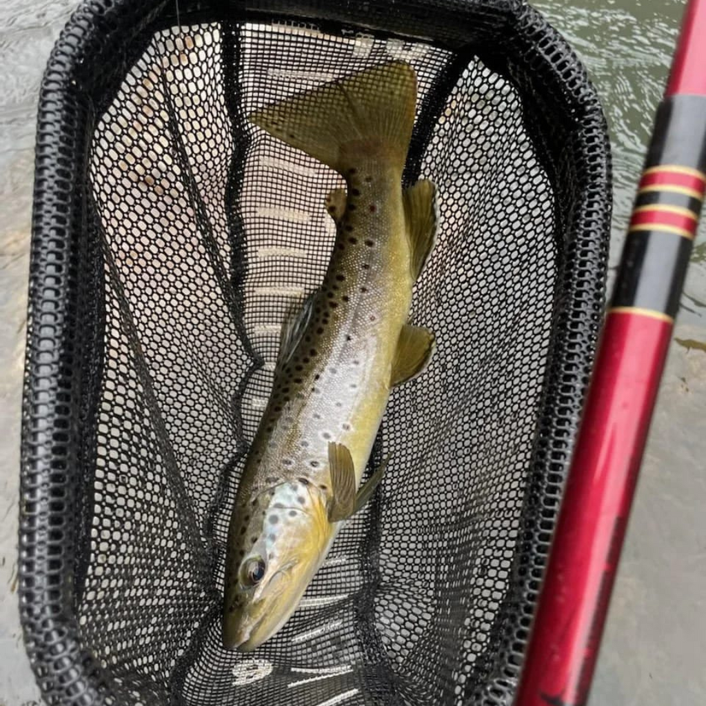 Wasatch Akai Samurai 11'-13' Tenkara Rod 3.8oz 6:4/7:3 Action w/ Rod Tube