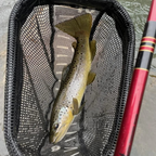 Wasatch Akai Samurai 11'-13' Tenkara Rod 3.8oz 6:4/7:3 Action w/ Rod Tube