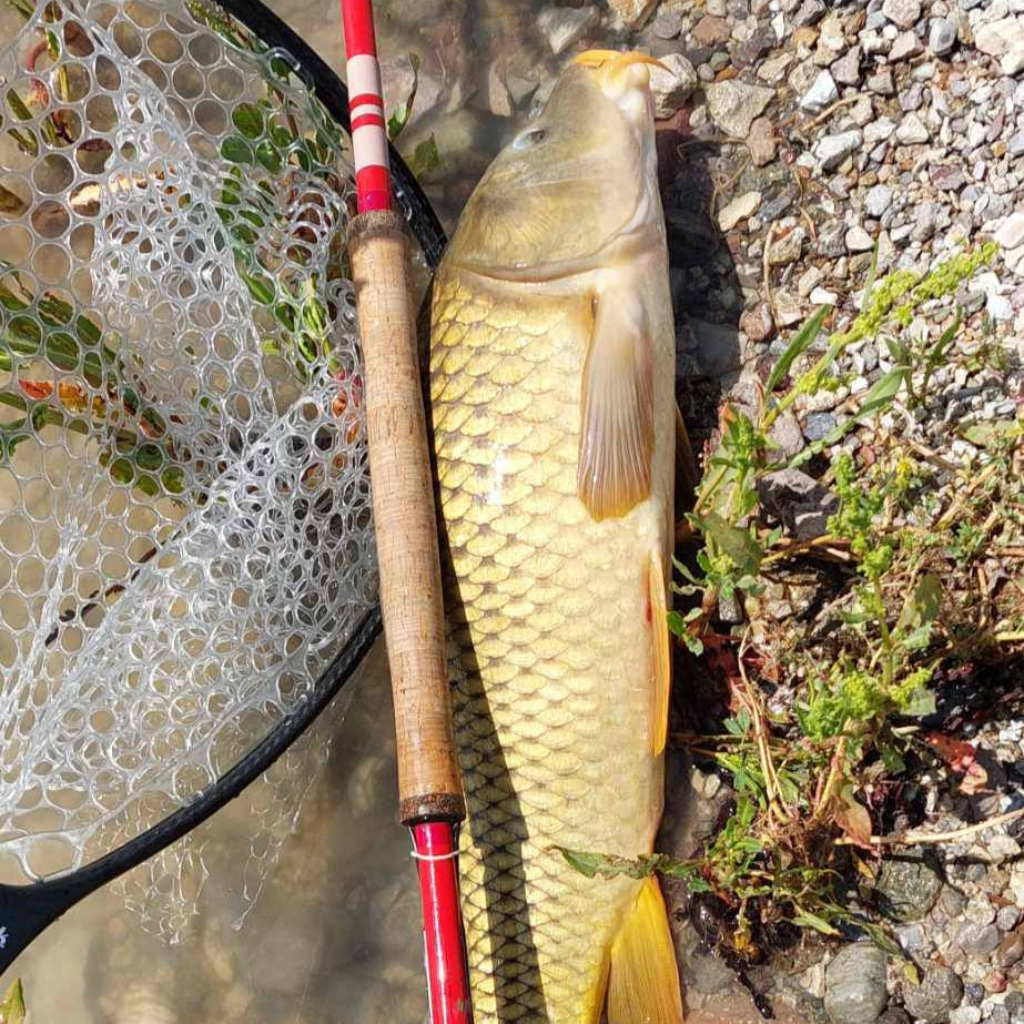 Wasatch Phoenix Rising 20'2" 8:2 Action Tenkara Rod w/ Rod Tube