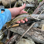 Wasatch Darth Quattro Tenkara Rod 5:5 6:4 Action 1.8 oz Carbon Fiber w/ Rod Tube