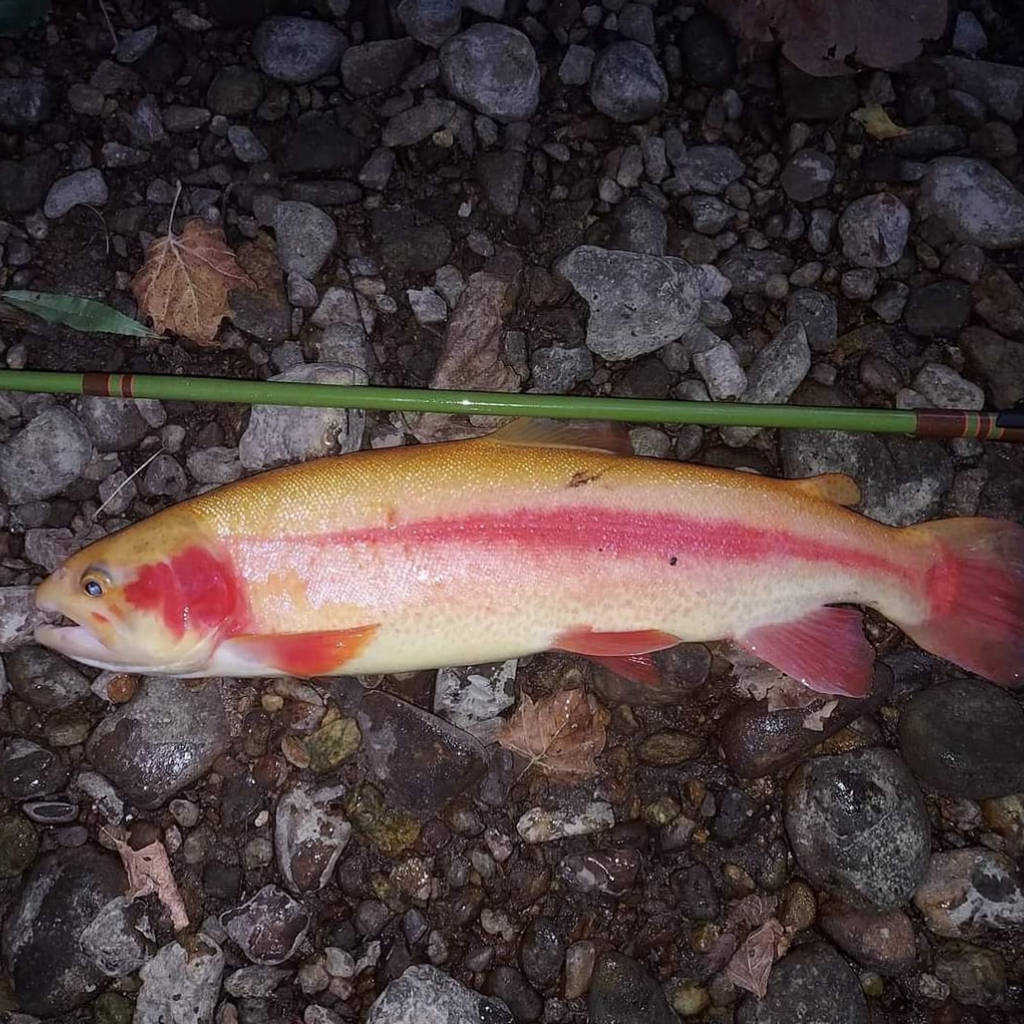 Wasatch Baby RodZilla Tenkara Rod 5:5 6:4 Action 2.7 oz Carbon Fiber w/ Rod Tube
