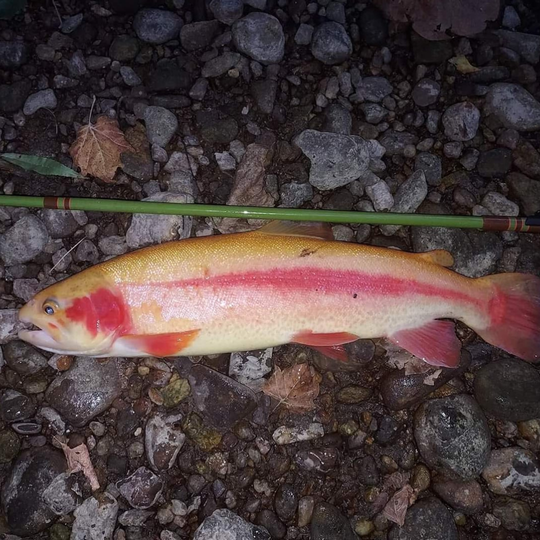 Wasatch Baby RodZilla Tenkara Rod 5:5 6:4 Action 2.7 oz Carbon Fiber w/ Rod Tube