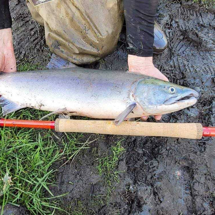 Wasatch Phoenix Rising 20'2" 8:2 Action Tenkara Rod w/ Rod Tube