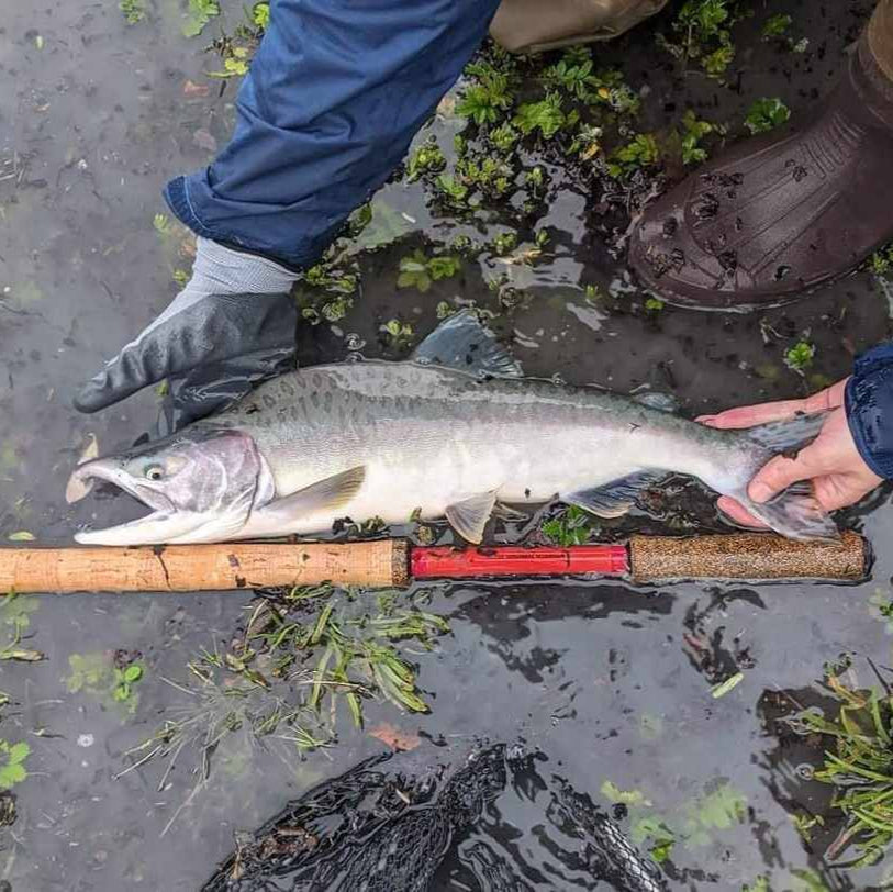 Wasatch Phoenix Rising 20'2" 8:2 Action Tenkara Rod w/ Rod Tube