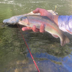 Wasatch Akai Samurai 11'-13' Tenkara Rod 3.8oz 6:4/7:3 Action w/ Rod Tube