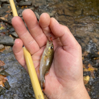 Wasatch Hankyu Middle Fork 9'-12' Tenkara Rod Carbon Fiber w/ Rod Tube 6.6 oz