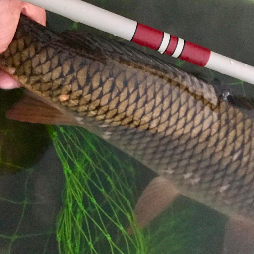 Wasatch Daikyu T-Hunter 12-15ft 4.7oz Tenkara Rod 7:3 Action w/ Rod Tube