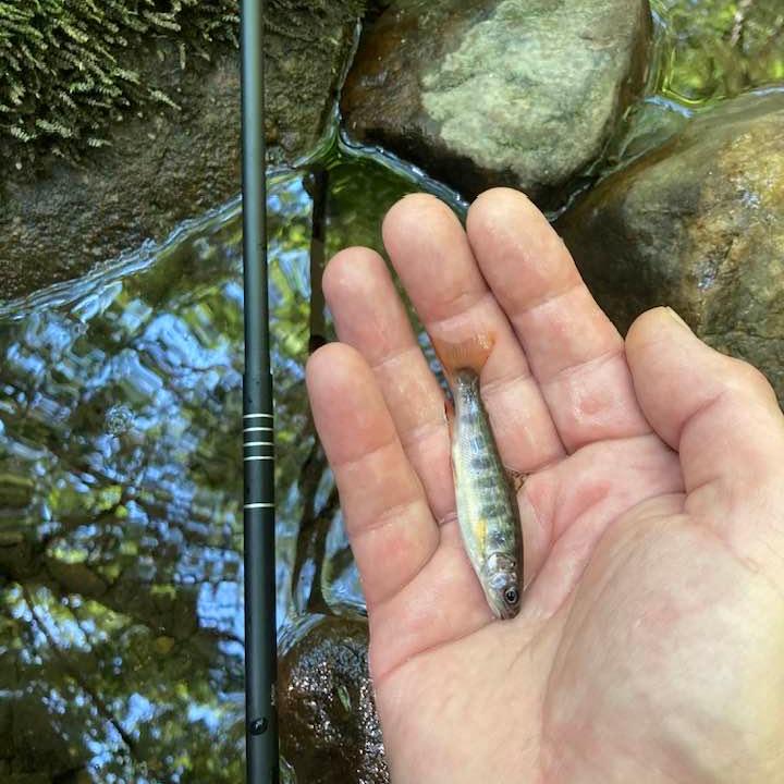 Wasatch Darth Quattro Tenkara Rod 5:5 6:4 Action 1.8 oz Carbon Fiber w/ Rod Tube