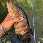 Wasatch RodZilla 16'-17'6" Double Zoom 8:2 Action Carbon Tenkara Rod w/ Rod Tube